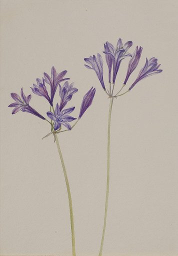 Grass Nut (Brodiaea laxa)