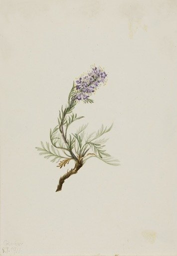 Gray Phacelia (Phacelia sericea)
