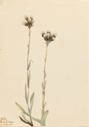 Gray Pussytoes (Antennaria howellii)