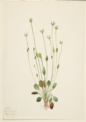 Gray Ragwort (Senecio canus)