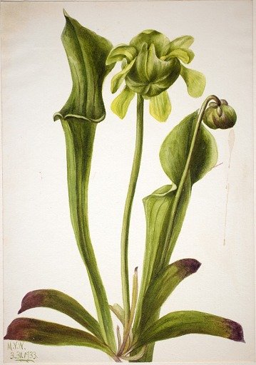 Green Pitcherplant (Sarracenia orephila)