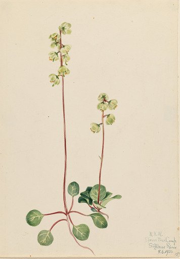 Green Pyrola (Pyrola chlorantha)