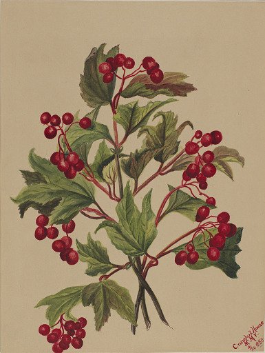 Grouseberry (Viburnum americanum)