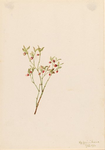 Grouse Whortleberry (Vaccinum scoparium)