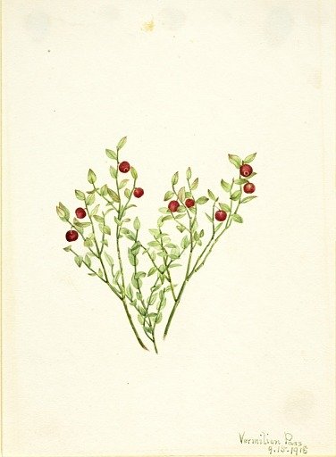 Grouse Whortleberry (Vaccinium scoparium)