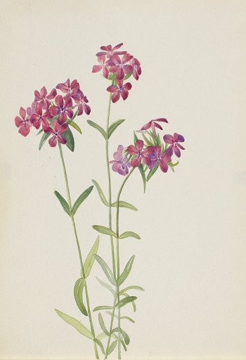 Hairy Phlox (Phlox amoena)