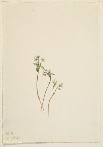 Harbinger of Spring (Erigenia bulbosa)