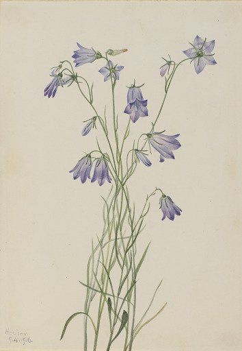 Harebell (Campanula rotundifolia)