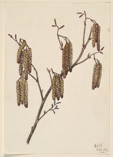 Hazel Alder (Alnus regosa)