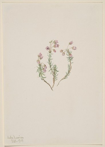 Heather (Phyllodoce intermedia)