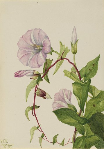Hedge Bindweed (Calystegia (Convolvulus) sepium)