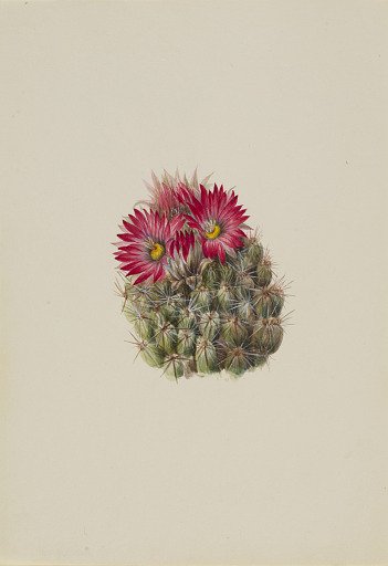Hedgehog Cactus (Coryphantha arizonica)