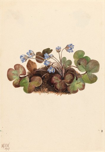 Hepatica (Hepatica americana)
