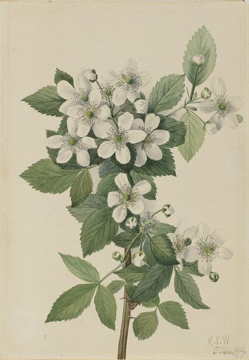 Highbush Blackberry (Rubus argutus)