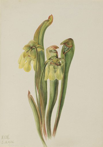 Hooded Pitcherplant (Sarracenia minor)