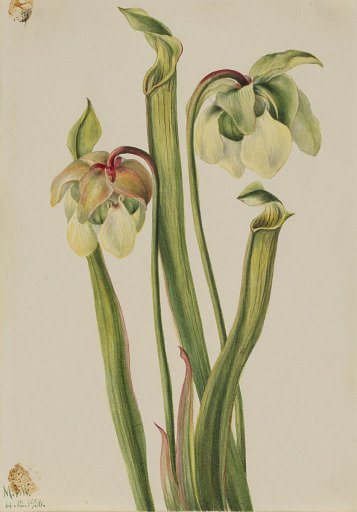 Hybrid Pitcherplant (Sarracenia minor)