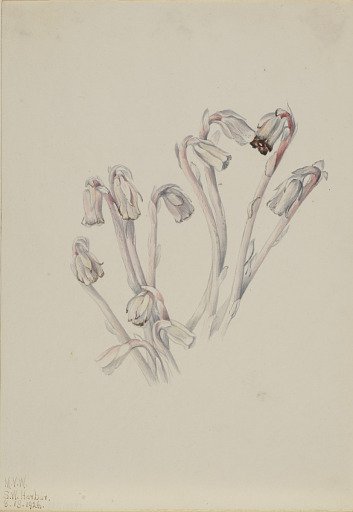 Indian Pipe (Monotropa uniflora)