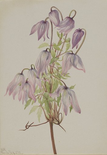 Jicarilla (Clematis pseudoalpina)