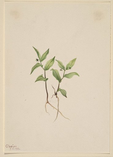 Kruhsea (Kruhsea streptopoides)