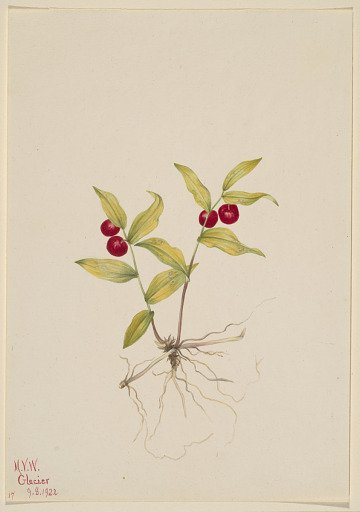 Kruhsea (Kruhsea streptopoides)