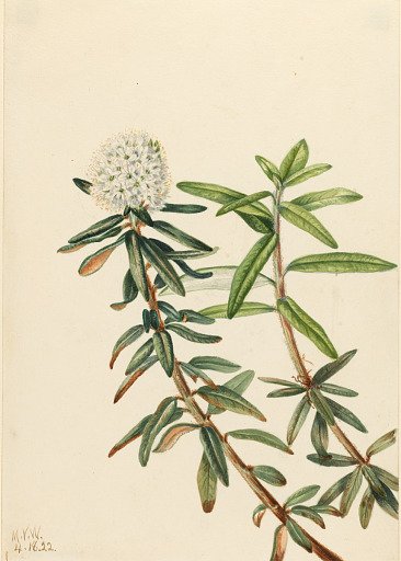 Labrador Tea (Ledum groenlandicum)