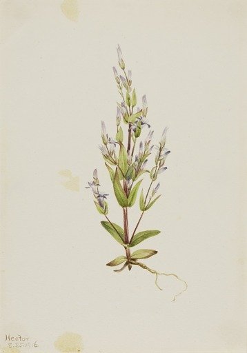 Ladder Gentian (Gentiana acuta)