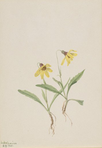 Lake Louise Arnica (Arnica louisiana)