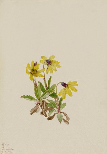 Lake Louise Arnica (Arnica louisiana)