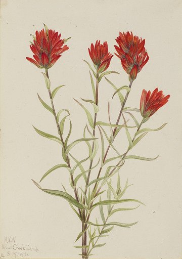Giant Red Paintbrush (Castilleja miniata)