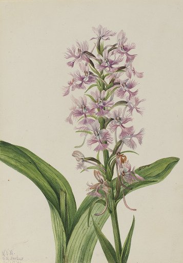 Large Purple Fringe-Orchid (Habenaria grandiflora)