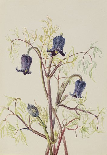 Leather Flower (Clematis hirsutissima)