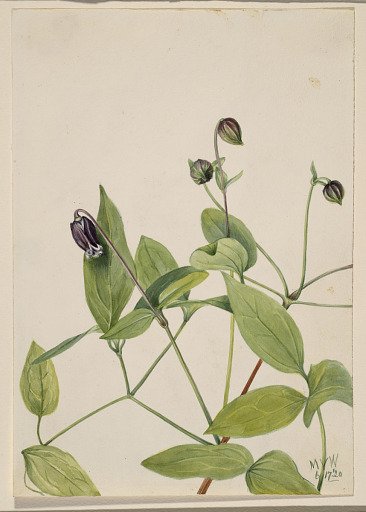 Leather Flower (Clematis viorna)