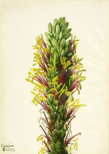Lechuguilla (Agava lechuguilla)