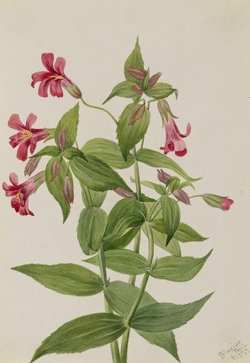 Lewis Monkey Flower (Mimulus lewisii)