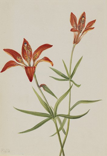 Lily (Lilium montanum)