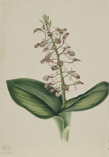 Lily Twayblade (Liparis liliifolia)
