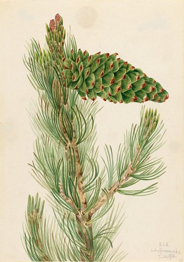 Limber Pine (Pinus flexilis)