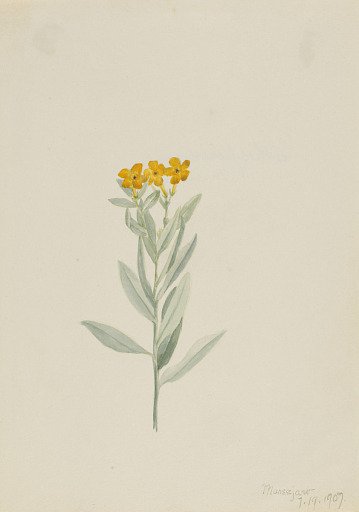 Lithospermum canescens