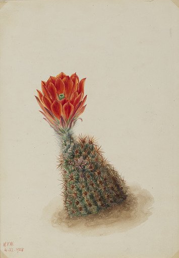 Lloyd's Strawberry Cactus (Echinocereus lloydii)