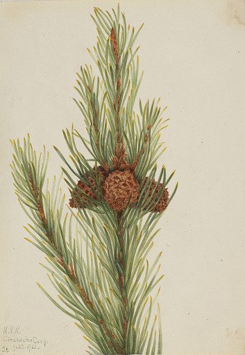 Lodgepole Pine (Pinus Contorta murrayana)