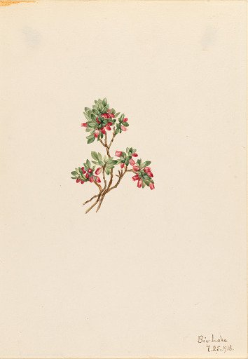 Low Whortleberry (Vaccinium caespitosum)