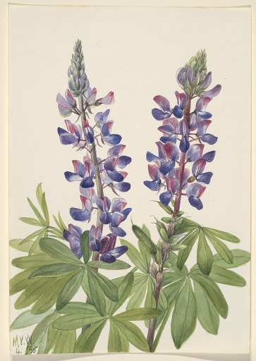 Lupine (Lupinus fornosus)