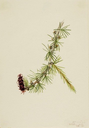 Lyall Larch (Larix lyallii)