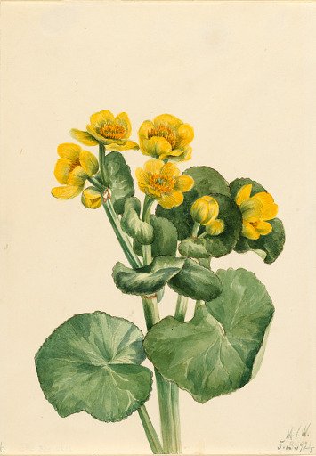 Marsh Marigold (Caltha palustris)