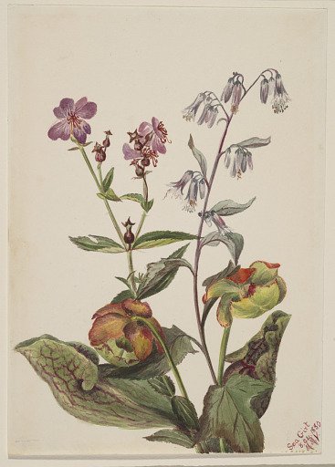 Meadow Beauty (Rhexia virginica), Rattlesnake Roat (Nabalus albus), Pitcherplant (Sarracenia purpurea)