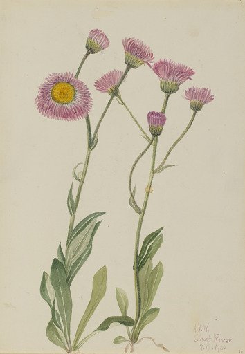 Meadow Fleabane (Erigeron speciosus)
