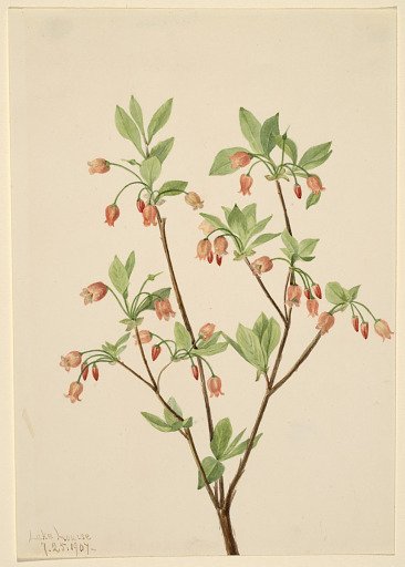 Menziesea (Menziesea glabella)