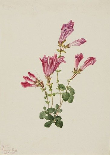 Menzies Pentstemon (Pentstemon menziesii)