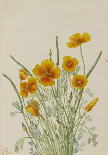 Mexican Poppy (Eschscholtzia mexicana)