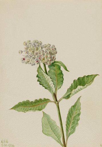 Milkweed (Ascelpias)